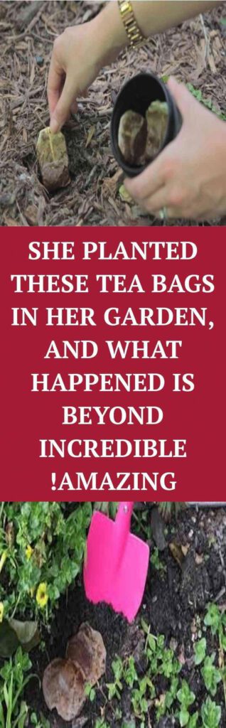 She Planted These Tea Bags In Her Garden, and What Happened Is Beyond Incredible