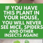 If You Have This Plant in Your House, You Will Never See Mice, Spiders and Other Insects Again!
