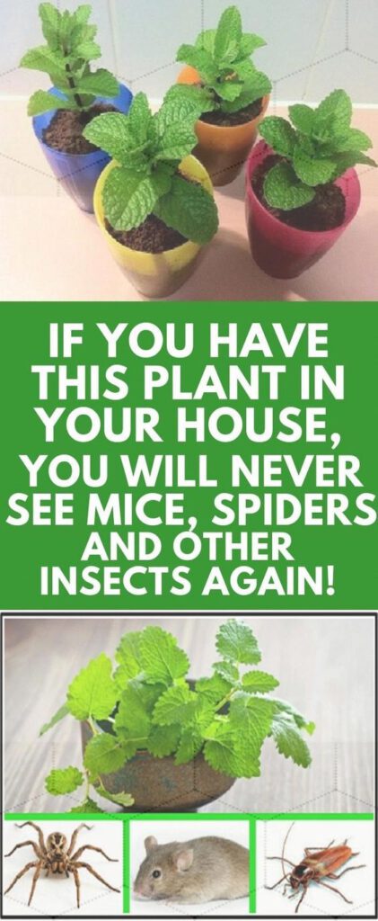 If You Have This Plant in Your House, You Will Never See Mice, Spiders and Other Insects Again!